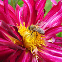 Honey Bee