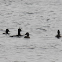 ring-necked duck