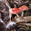 Redlead Roundhead