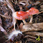 Redlead Roundhead