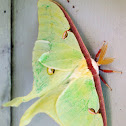 Luna Moth