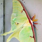 Luna Moth