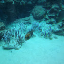 Orange Shouldered Tang