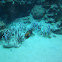 Orange Shouldered Tang