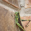 Obscure Bird Grasshopper