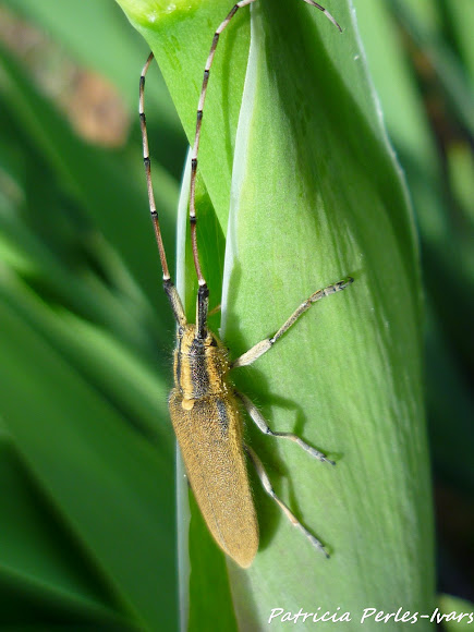 Spotting Image 1