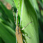 Longhorn Beetle