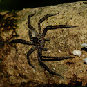 Wolf Spider (probably)