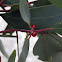 Leaf axil gall