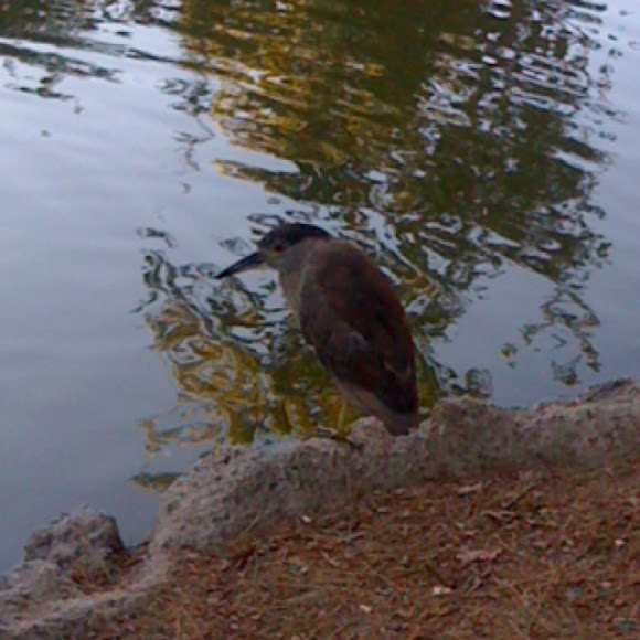 Spotting Image 1