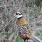 Reeves Pheasant