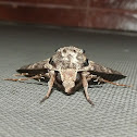 Gray Hawk Moth
