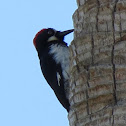 Acorn Woodpecker