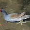 Common gallinule
