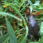 Narrow mouth toad
