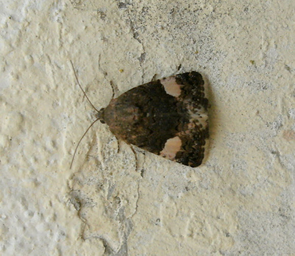 Spotting Image 1