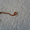 Earthworm