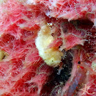 Shaggy Angler (juvenile)