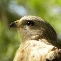 Red Shouldered Hawk