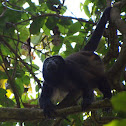 Mantled howler