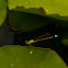 Rainbow Bluet