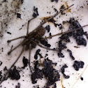 House Spider