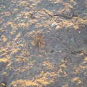 spider