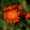 Hawkweed