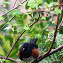 towhee