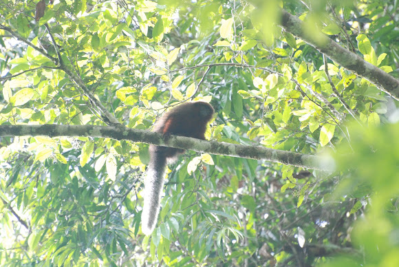 Spotting Image 1