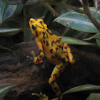 Panamanian golden frog