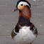 Mandarin Duck