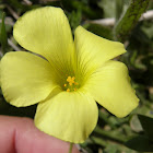 Vinagrillo