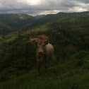 Bull/cow