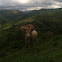 Bull/cow