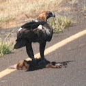 Wedge -tailed Eagle