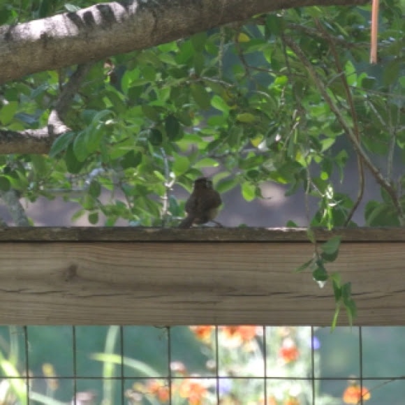 Spotting Image 1
