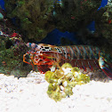 Peacock Mantis Shrimp