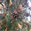 Pine
