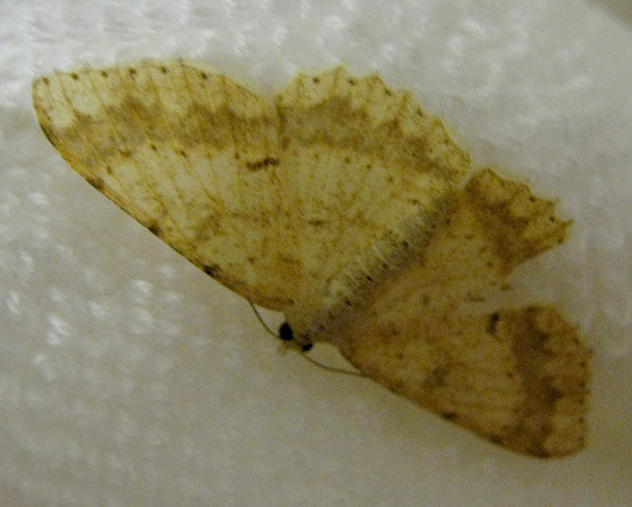 Spotting Image 1