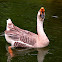 African Goose