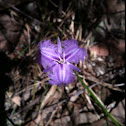 Fringed Lily