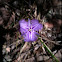 Fringed Lily