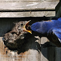 Eastern Bluebird