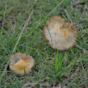 mushroom