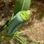 Oleander Hawk Moth Caterpillar