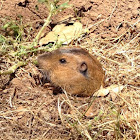 Botta's pocket gopher