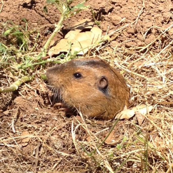 Botta's pocket gopher Project Noah