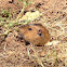 Botta's pocket gopher