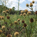 Rattlesnake Master or Button Snakeroot